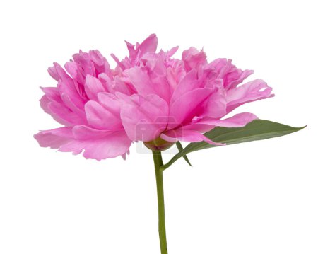 Foto de Rosa hermosa flor de peonía aislado en el fondo blanco - Imagen libre de derechos