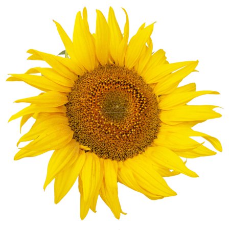 Blume der Sonnenblume isoliert auf weißem Hintergrund. Samen und Öl. flache Lage, Draufsicht