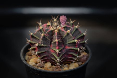 Cactus with thorn called 'Gymnocalycium mihanovichii variegata'