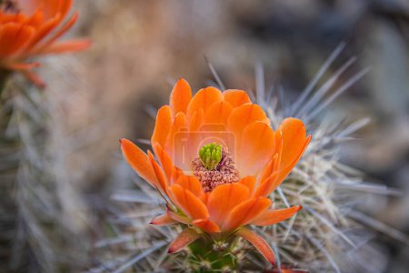 Photo for The orange blooms of the hedgehog cactus (Echinocereus triglochidiatus), or Claretcup cactus of Arizona in full sunlight. - Royalty Free Image