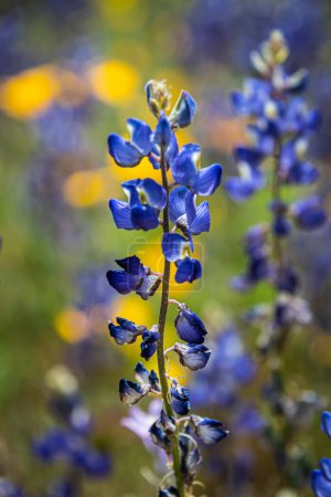 Téléchargez les photos : Lupins bleus de l'Arizona (Lupinus Arizonicus) fleurissant dans un champ verdoyant par une journée ensoleillée du printemps. - en image libre de droit