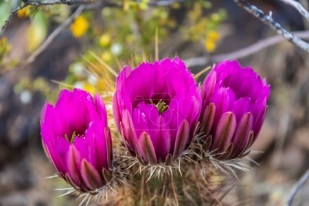 Photo for The purple blooms of the hedgehog cactus (Echinocereus triglochidiatus), or Claretcup cactus of Arizona in full sunlight. - Royalty Free Image