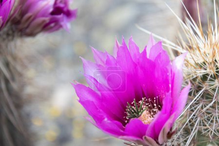 Las flores púrpuras del cactus erizo (Echinocereus triglochidiatus), o cactus Claretcup de Arizona a plena luz del sol.