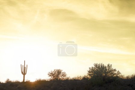 Foto de El sol se pone sobre el desierto bajo un cielo dramático con un cactus saguaro en primer plano. - Imagen libre de derechos