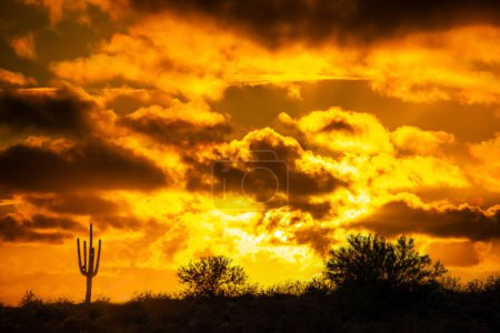 Foto de El sol se pone sobre el desierto bajo un cielo dramático con un cactus saguaro en primer plano. - Imagen libre de derechos