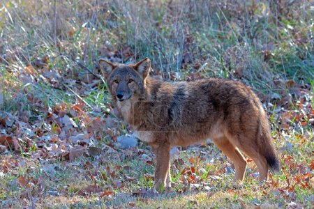 Photo for A leary coyote stands still and stares into the distance. - Royalty Free Image
