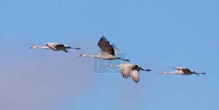 Téléchargez les photos : Un troupeau de grues du Canada volant dans le ciel bleu - en image libre de droit