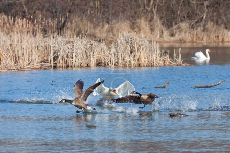 Foto de Un cisne mudo ataca a dos gansos de acercarse a su nido. - Imagen libre de derechos