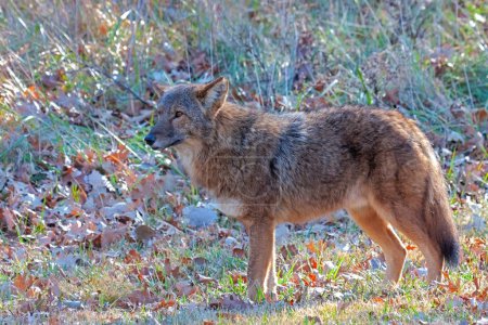 Photo for A leary coyote stands still and stares into the distance at a nearby disturbance. - Royalty Free Image