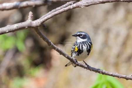 Photo for Yellow-rumped Warbler searches for insects behind it while perched in a tree branch. - Royalty Free Image