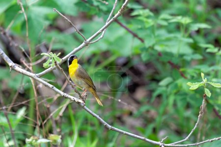 Téléchargez les photos : Une paruline à gorge jaune commune perchée sur une branche chante une chanson la tête tournée vers l'arrière - en image libre de droit