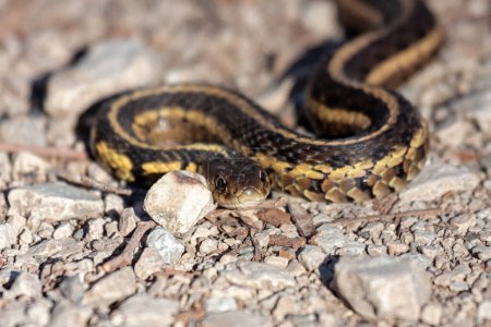 Téléchargez les photos : Un serpent de jarretière se glisse sur un sentier de calcaire concassé - en image libre de droit