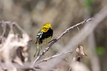Téléchargez les photos : La paruline verte à gorge noire recherche des insectes dans les feuilles mortes du couvert forestier. - en image libre de droit