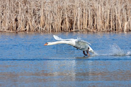 Téléchargez les photos : Un cygne muet traverse l'eau pour tenter de décoller en vol. - en image libre de droit