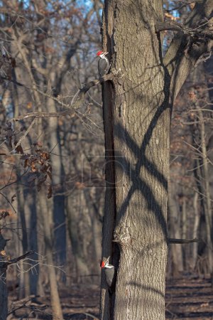 Téléchargez les photos : Deux pics pilés picorent pour se nourrir dans un chêne. - en image libre de droit
