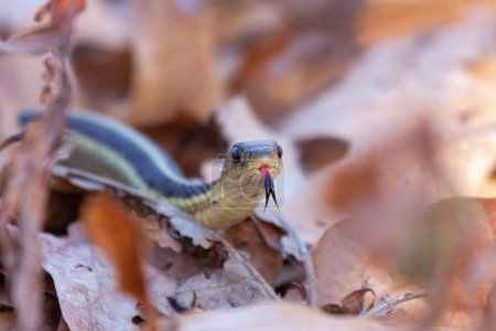 Téléchargez les photos : Un serpent de jarretière se glisse à travers les feuilles tombées, arrachant sa langue de sa bouche - en image libre de droit