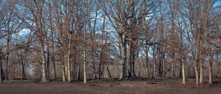 Téléchargez les photos : Les chênes sans feuilles se tiennent encore debout après un brûlage dirigé à la lisière d'une prairie. - en image libre de droit