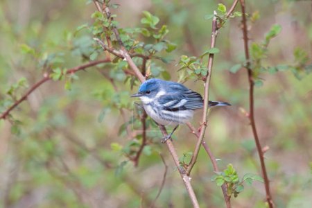 Cerulean Warbler perched in a blue in preparation to fly away.