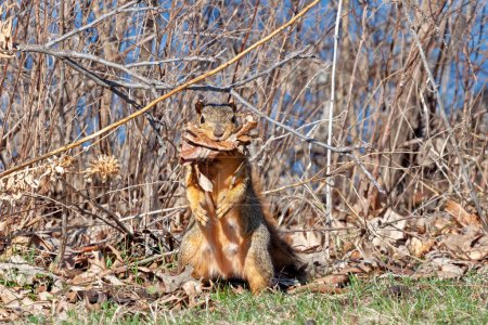 Téléchargez les photos : Écureuil debout avec la bouche pleine de feuilles en préparation pour construire un nid. - en image libre de droit