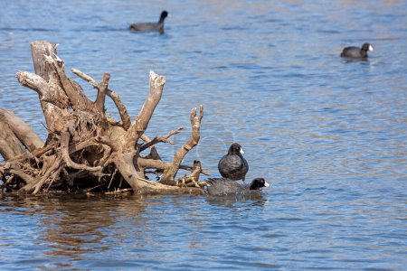 Téléchargez les photos : Deux foulques américaines près de la racine d'un arbre coulé. L'un nage tandis que l'autre regarde. - en image libre de droit