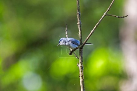 Téléchargez les photos : Un moucherolle gris bleu perché sur une branche avec une forêt verte rayonnante en arrière-plan - en image libre de droit