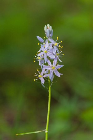 Téléchargez les photos : A lavender colored hyacinth stands alone at the bottom of the green woodland floor. - en image libre de droit