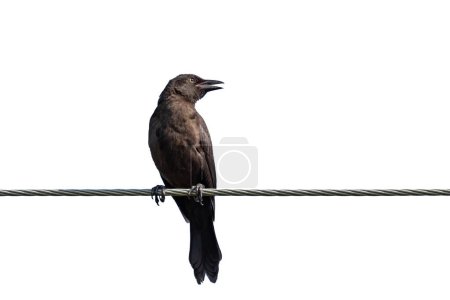 Téléchargez les photos : An opened beak crow on a wire, White background - en image libre de droit