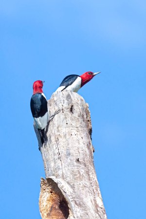 Téléchargez les photos : Under a blue sky, on top of a dead tree top, two red-headed woodpeckers chase after one another - en image libre de droit