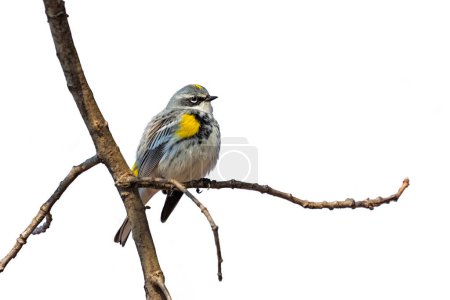 Photo for A yellow-rumped warbler fluffs its feathers to create a warm blanket for itself. On a white bakground - Royalty Free Image