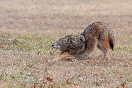 Photo for A coyote stretches in an open prairie. Its front paws are down, its  rear end up, as if in a downward dog yoga position. - Royalty Free Image