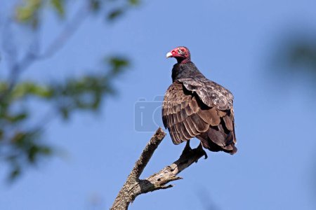 Photo for The red head and brown wings of a turkey vulture are prominently displayed while perched on a branch. Background of the blue sky with green leaves. - Royalty Free Image