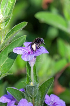 Foto de A blacl log-horned bee filled with pollen climbs out of a wild violet petunia. - Imagen libre de derechos