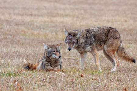Photo for A coyote stands guard over another coyote that is laying on the grass. Both coyotes look into the camera. - Royalty Free Image