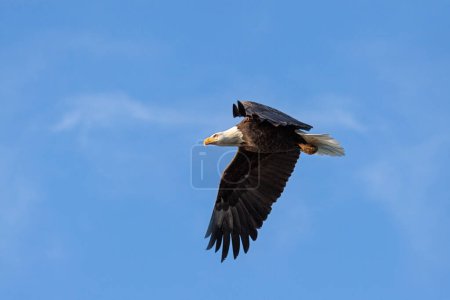 Téléchargez les photos : Wings flapping, a bald eagle soars across the blue sky - en image libre de droit