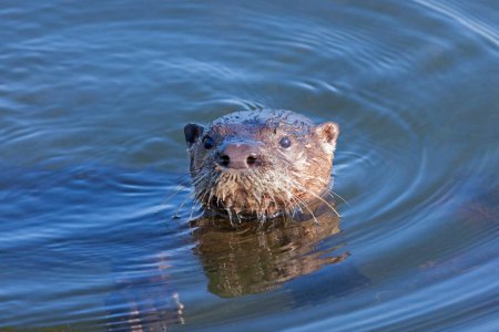 Photo for A river otter pops it head above a lake's blue water. This playful aquatic mammal's big nose and cute tiny ears are on full display as it stares into the camera. - Royalty Free Image