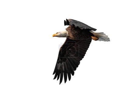 Téléchargez les photos : With its wings flapping, a bald eagle soars across the sky, white background - en image libre de droit