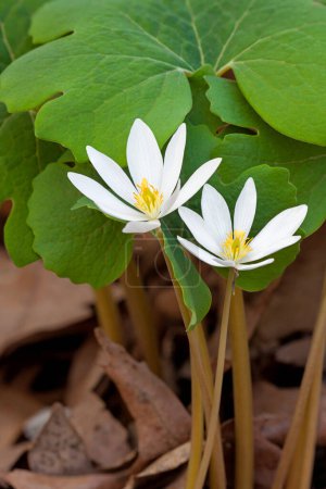 Two Bloodroot flowers bloom from the leaf litter of the forest floor. Protected by their green leaves, their white petals glow like spot lights.