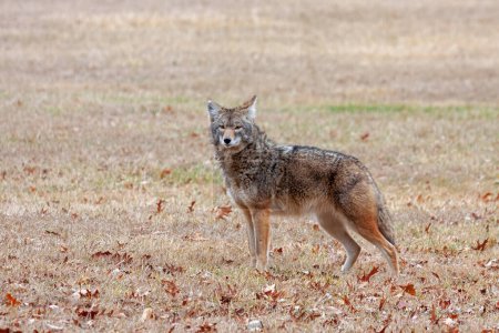Photo for A coyote stands at attention in an open prairie looking into the camera. - Royalty Free Image