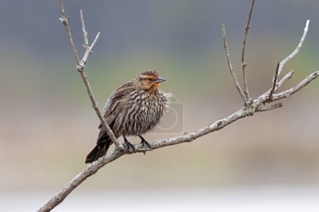 Photo for With a red colored face and windblown feathers, a female red-wing blackbird perched on a branch. Soft colors of springtime in the background. - Royalty Free Image