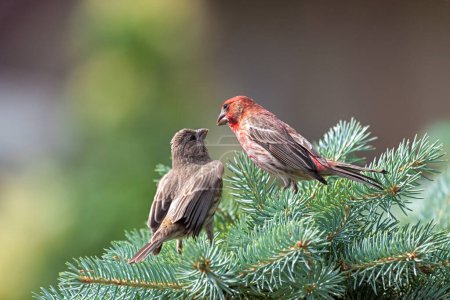 Two house finches on a blue spruce pine tree feeding one another.