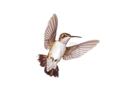 A hummingbird with is its tail open and wings spread, floats like an angel on a white background