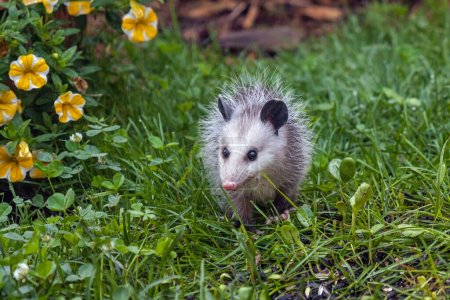 An opossum searches for fallen seeds in the green grass of a backyard with yellow petunias in the background.