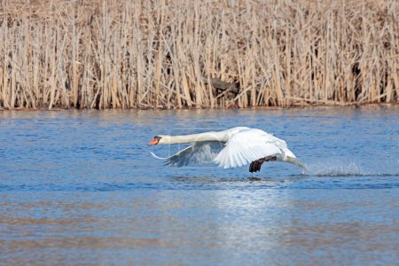 Foto de Un cisne mudo cruza el agua en un intento de despegar en vuelo. - Imagen libre de derechos