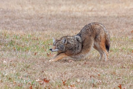 Photo for A coyote stretches in an open prairie. Its front paws are down, its  rear end up, as if in a downward dog yoga position. - Royalty Free Image