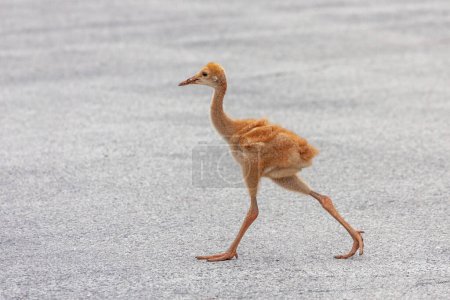 Photo for The orange fluffy feathers of a sandhill crane colt stand out in contrast to the light gray asphalt road. The colt quickly crosses the empty road. - Royalty Free Image