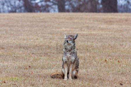 Photo for An injuried coyote sitting at attention in a prairie. - Royalty Free Image