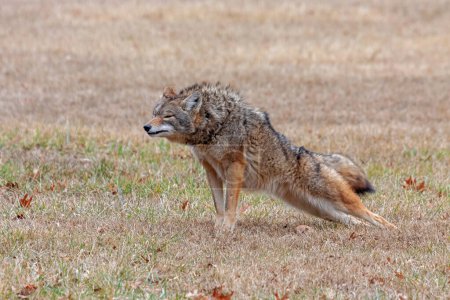 Téléchargez les photos : Un coyote s'étend dans une prairie ouverte. Ses pattes avant sont levées, son extrémité arrière vers le bas, comme dans une position de pose de planche yoga. - en image libre de droit