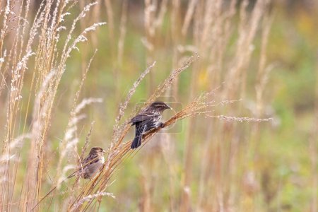A female red-winged blackbird eats the seeds of prairie grass while a sparrow looks on.