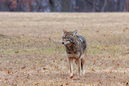 Photo for A coyote stands at attention in an open prairie looking into the distance. - Royalty Free Image