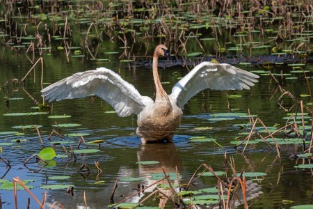 Photo for In a shallow pond filled with lily pads and lotus, a trumpeter swan raises its wings like an angel. - Royalty Free Image